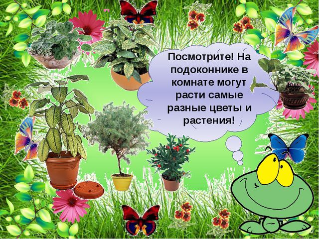 Комнатные растения. Презентация для детей
