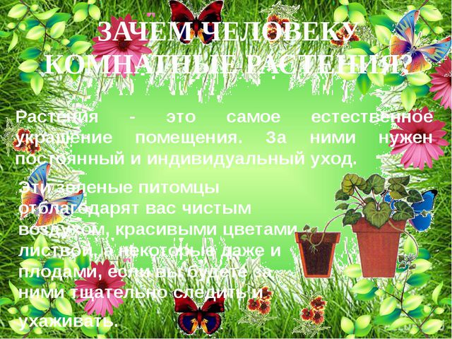 Комнатные растения. Презентация для детей