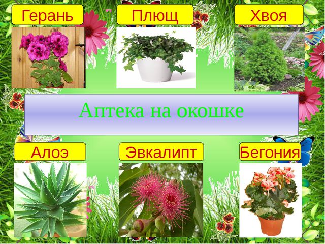 Комнатные растения. Презентация для детей