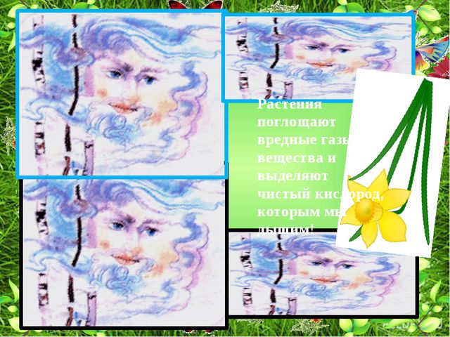 Комнатные растения. Презентация для детей