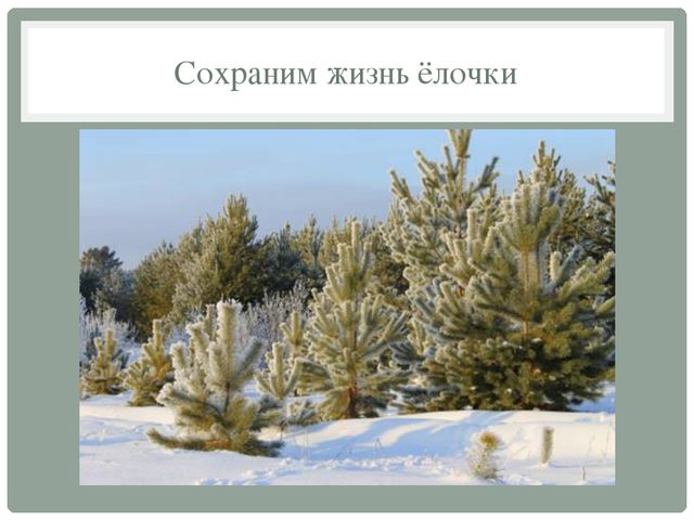 Сохраним жизнь ёлочки. Презентация для дошкольников