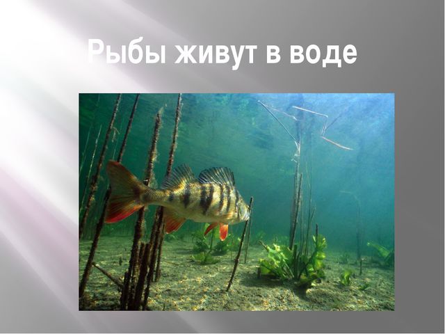 Рыбы. Презентация для дошкольников