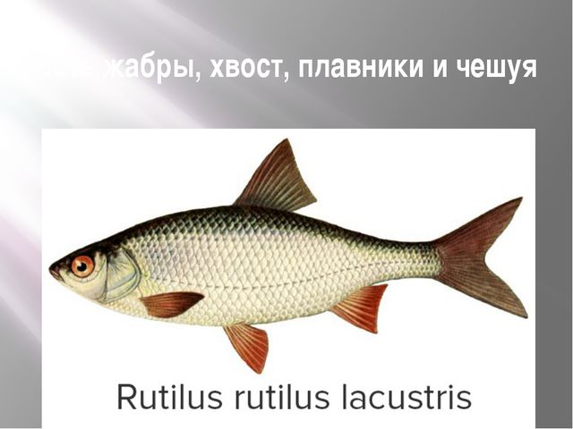 Рыбы. Презентация для дошкольников