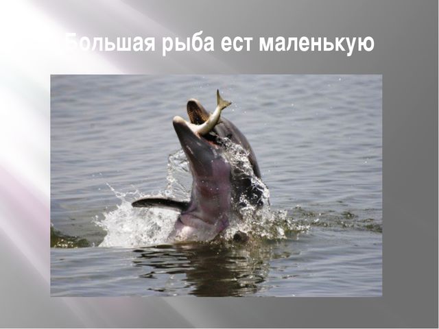 Рыбы. Презентация для дошкольников