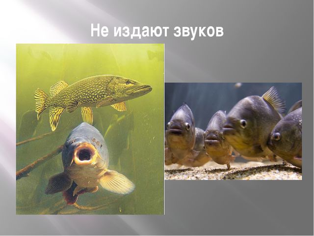 Рыбы. Презентация для дошкольников
