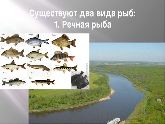 Рыбы. Презентация для дошкольников