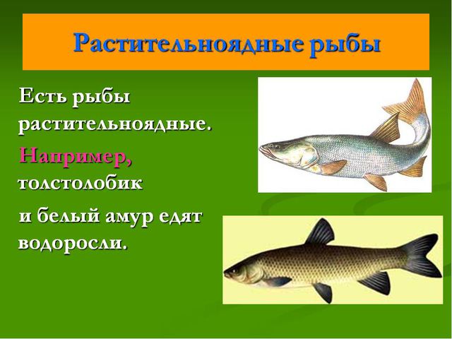 Рыбы. Презентация для дошкольников
