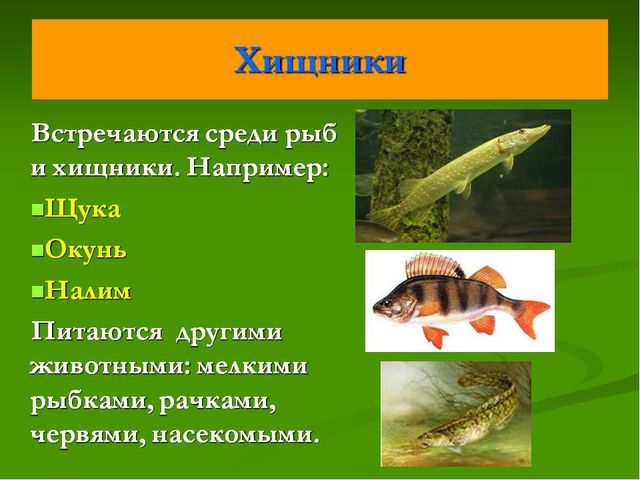 Рыбы. Презентация для дошкольников