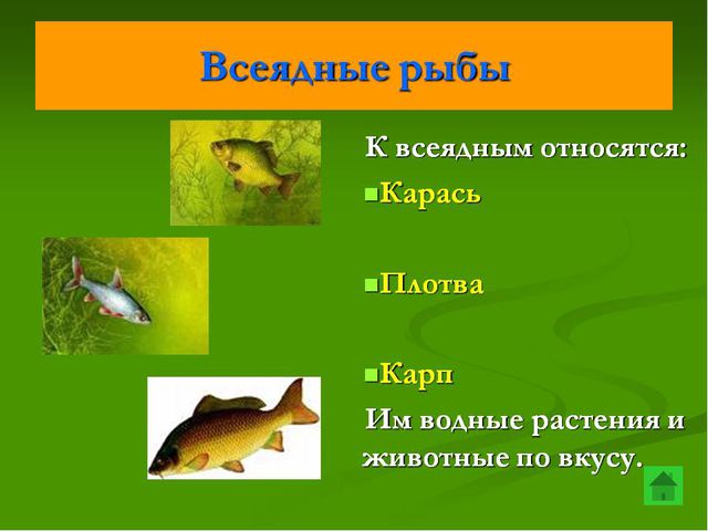 Рыбы. Презентация для дошкольников