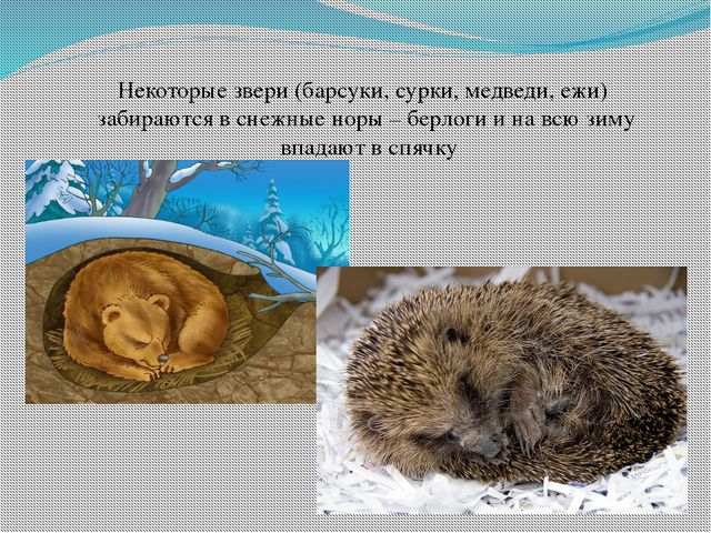 Презентация для детей: Зима