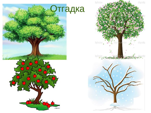 В гости деревце пришло. Презентация для дошкольников