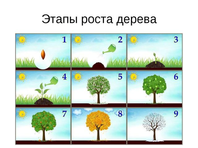 В гости деревце пришло. Презентация для дошкольников