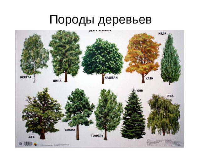 В гости деревце пришло. Презентация для дошкольников