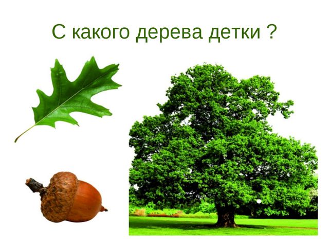 В гости деревце пришло. Презентация для дошкольников
