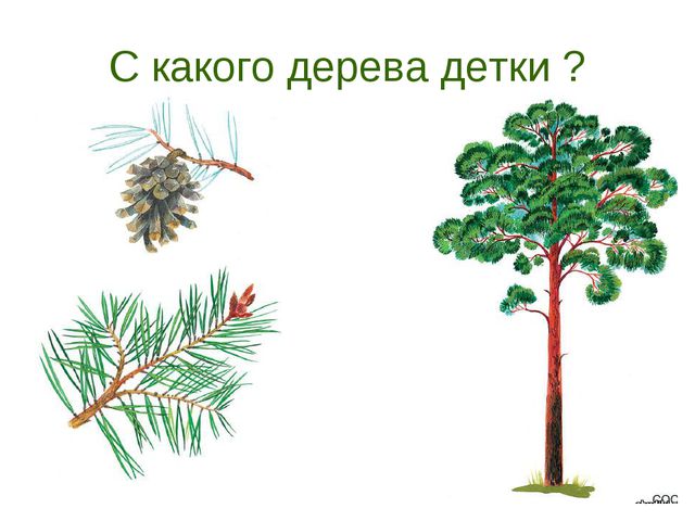 В гости деревце пришло. Презентация для дошкольников