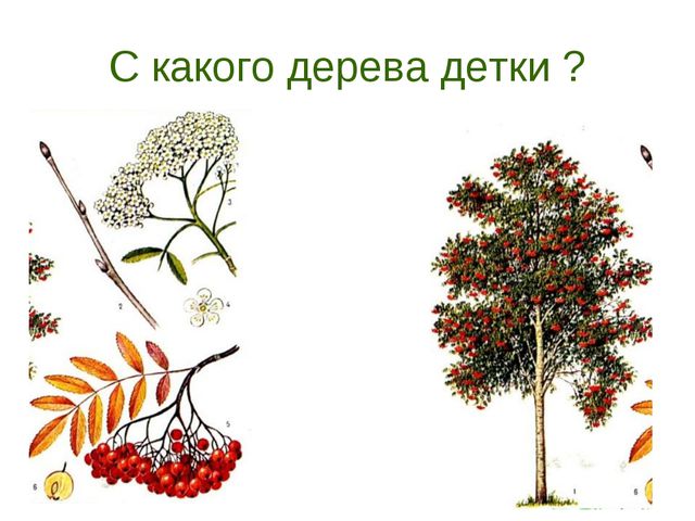 В гости деревце пришло. Презентация для дошкольников