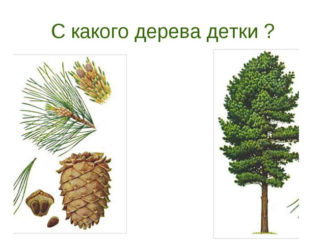В гости деревце пришло. Презентация для дошкольников