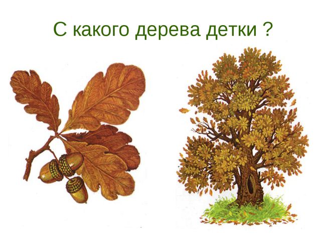 В гости деревце пришло. Презентация для дошкольников