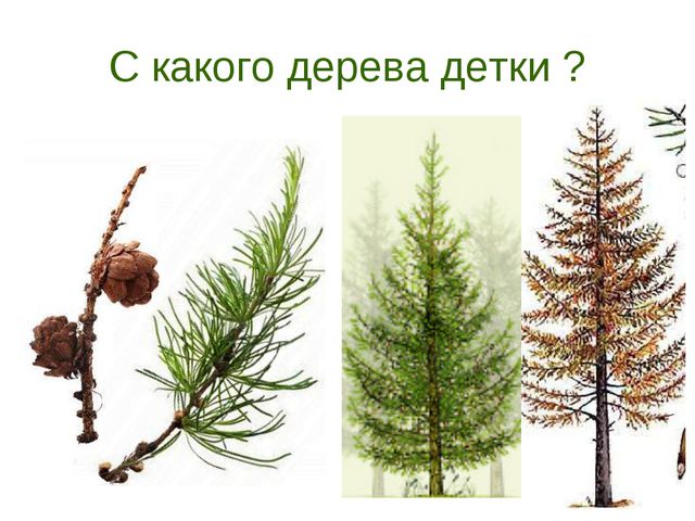 В гости деревце пришло. Презентация для дошкольников