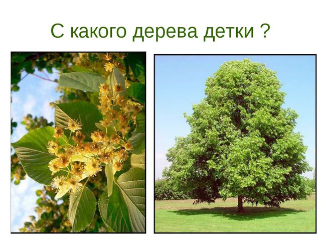 В гости деревце пришло. Презентация для дошкольников