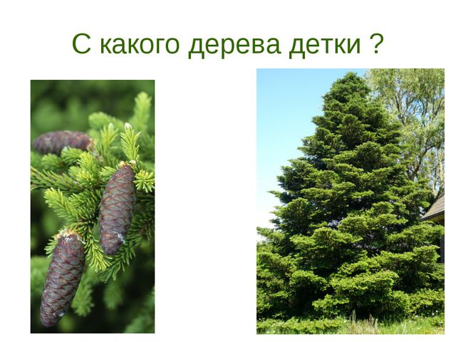 В гости деревце пришло. Презентация для дошкольников