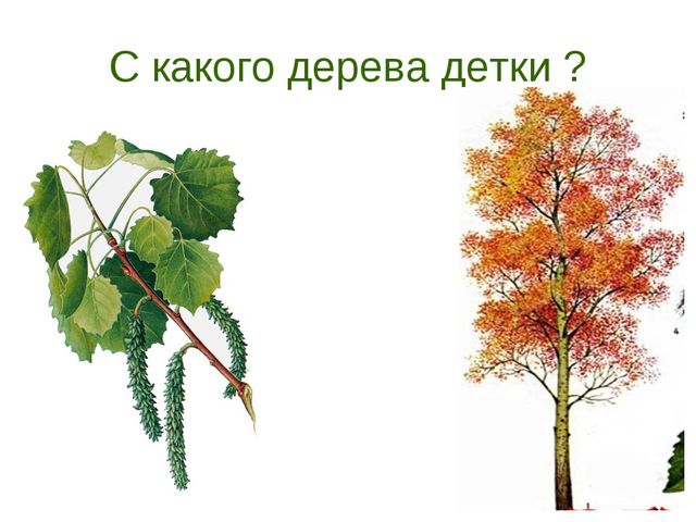 В гости деревце пришло. Презентация для дошкольников