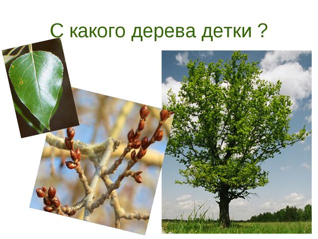 В гости деревце пришло. Презентация для дошкольников
