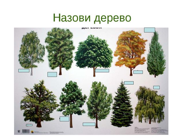 В гости деревце пришло. Презентация для дошкольников