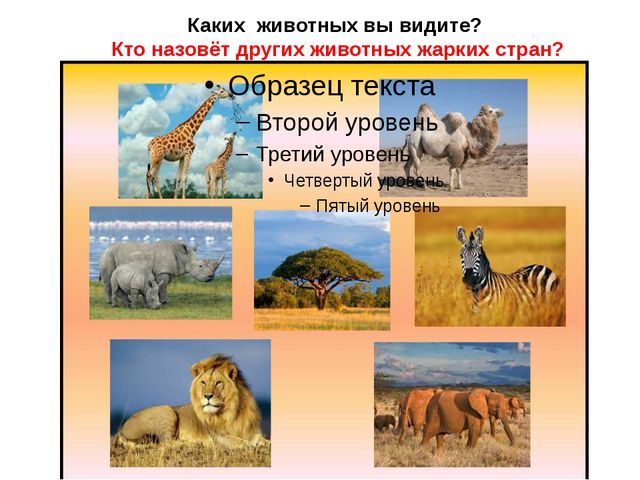Животные жарких стран. Презентация для детей дошкольного возраста