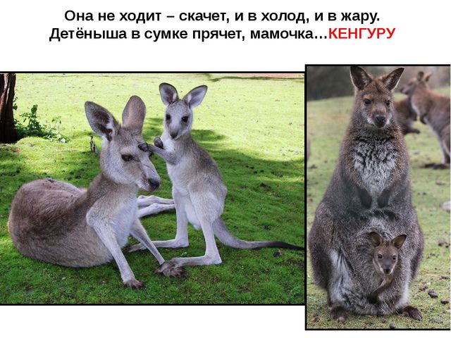 Животные жарких стран. Презентация для детей дошкольного возраста