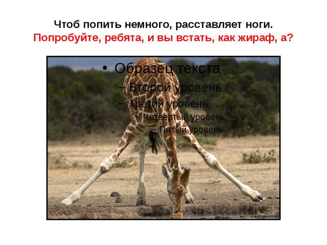 Животные жарких стран. Презентация для детей дошкольного возраста