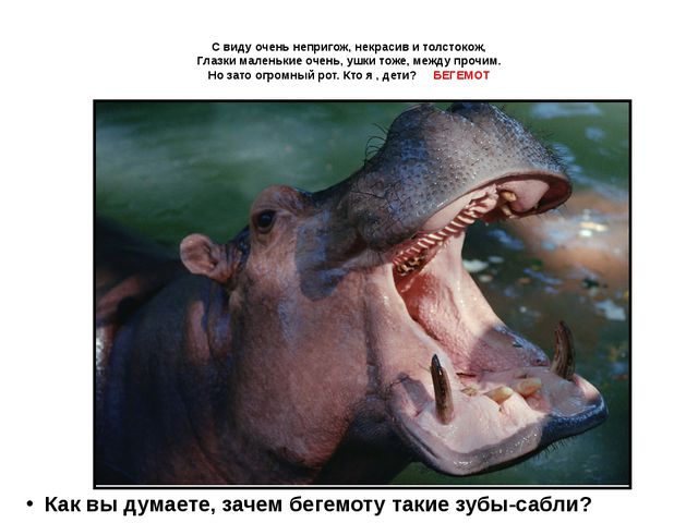 Животные жарких стран. Презентация для детей дошкольного возраста