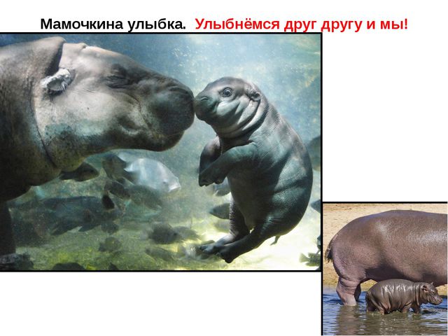 Животные жарких стран. Презентация для детей дошкольного возраста