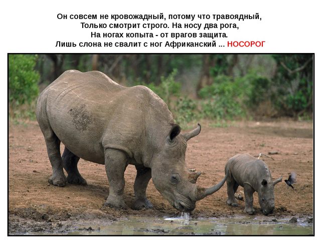 Животные жарких стран. Презентация для детей дошкольного возраста