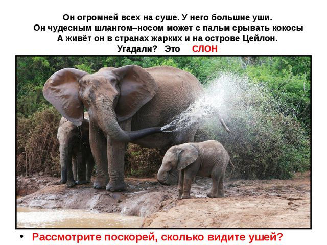 Животные жарких стран. Презентация для детей дошкольного возраста