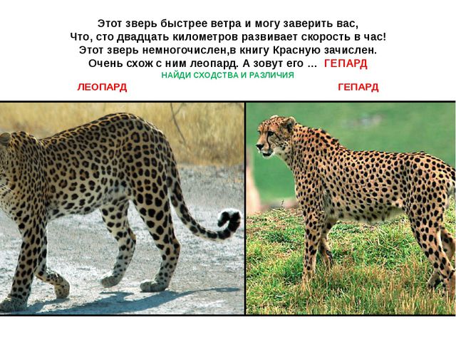 Животные жарких стран. Презентация для детей дошкольного возраста