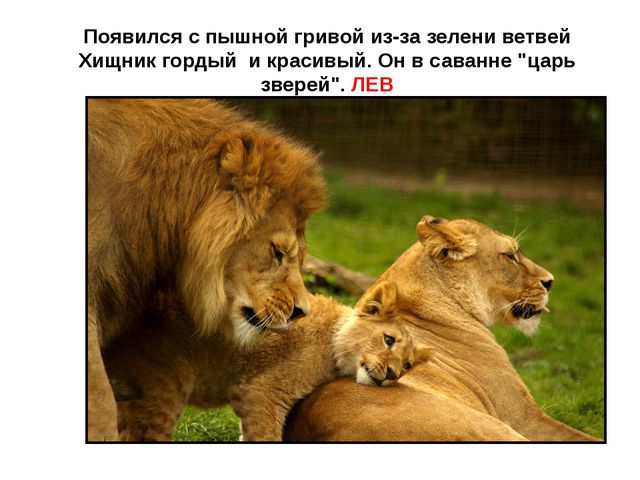 Животные жарких стран. Презентация для детей дошкольного возраста