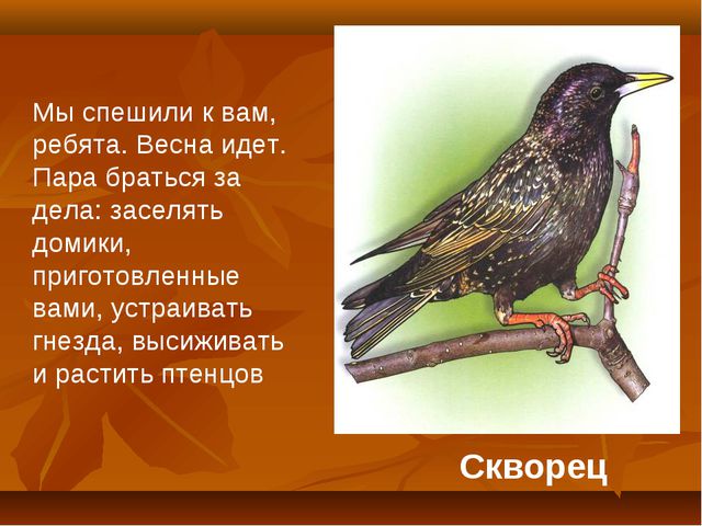 Птицы. Презентация для детей дошкольного возраста