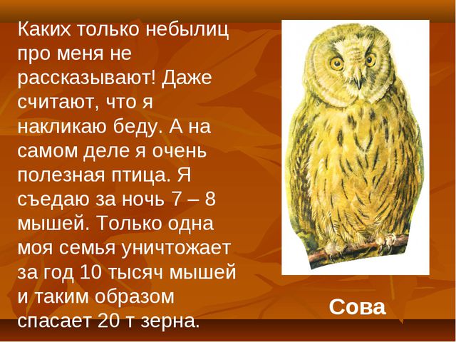 Птицы. Презентация для детей дошкольного возраста