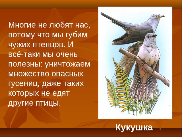 Птицы. Презентация для детей дошкольного возраста