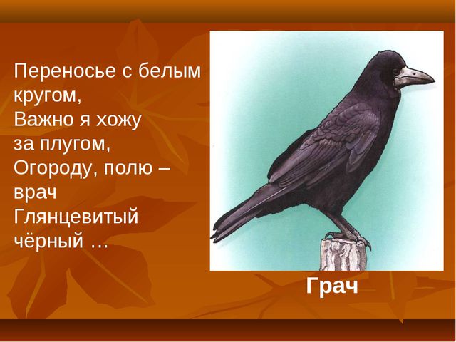 Птицы. Презентация для детей дошкольного возраста