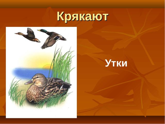 Птицы. Презентация для детей дошкольного возраста