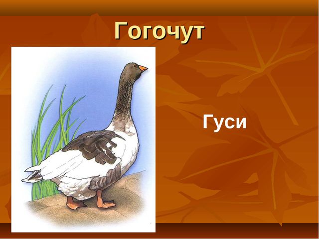Птицы. Презентация для детей дошкольного возраста