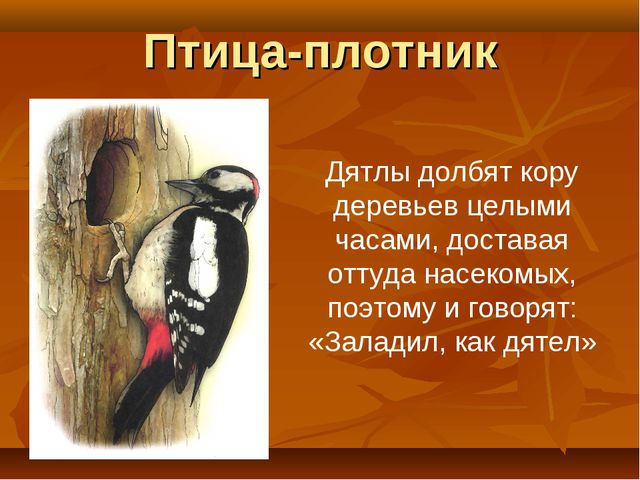 Птицы. Презентация для детей дошкольного возраста