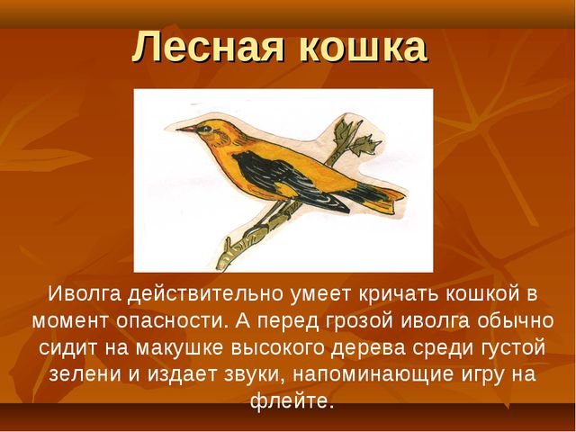 Птицы. Презентация для детей дошкольного возраста