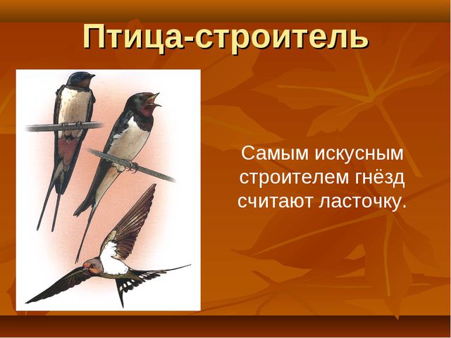 Птицы. Презентация для детей дошкольного возраста