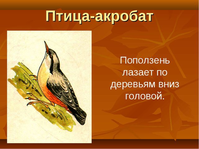 Птицы. Презентация для детей дошкольного возраста