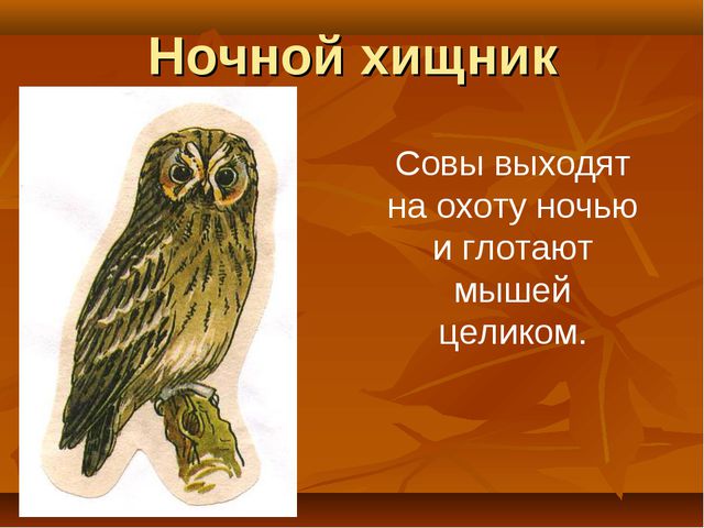 Птицы. Презентация для детей дошкольного возраста