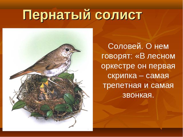 Птицы. Презентация для детей дошкольного возраста