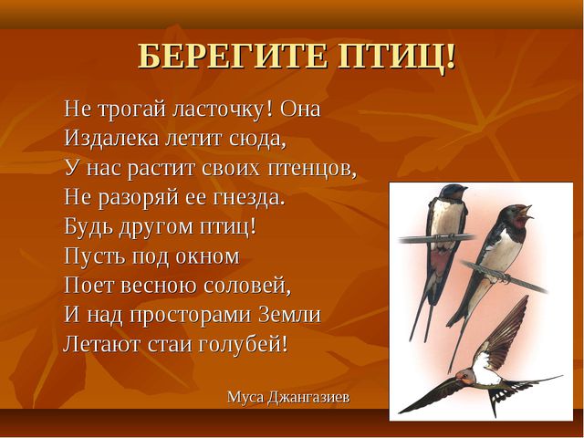 Птицы. Презентация для детей дошкольного возраста